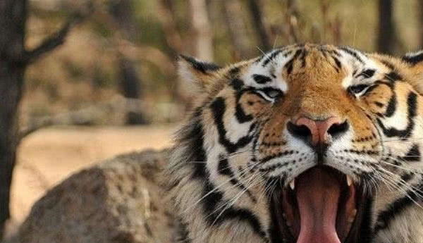 什么动物的天敌是老虎,老虎的对头是什么动物