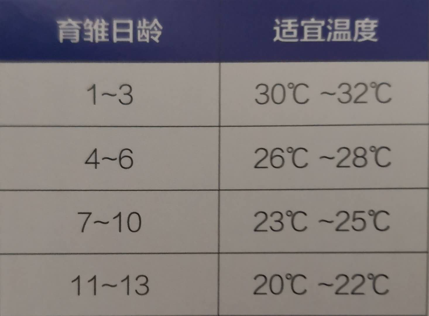 肉鸭育雏这样做,路补都用不完!