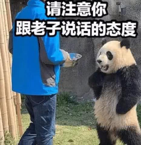 熊猫"叉腰"走红网络,网友:被照片逗乐了,差点一口水喷电脑上