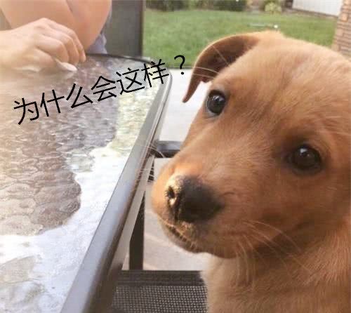 主人换了一个大理石桌子,狗子一口咬下去后生无可恋:你不爱我了