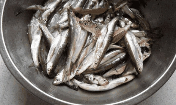 农村这种"白条鱼",离水2小时就会腐烂,但却很受人们欢迎