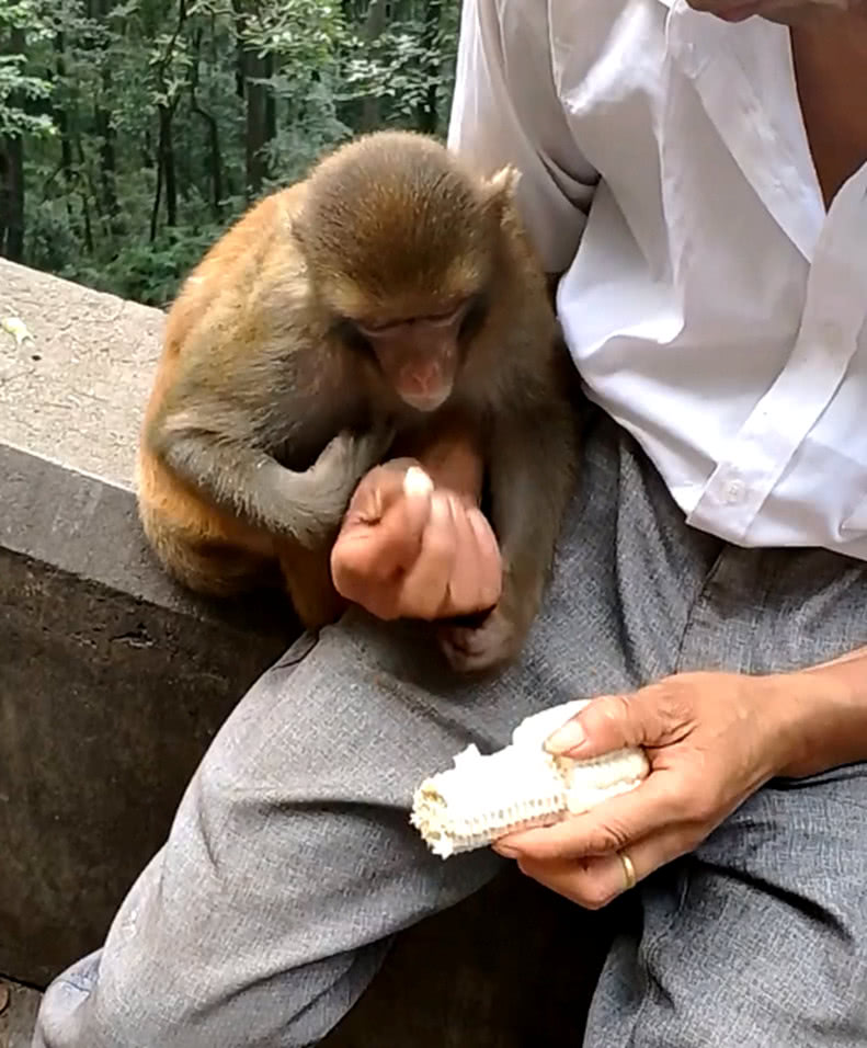 小猴子被男子收养后,享受到贵宾级的待遇,简直是猴生赢家|宠物|观景台