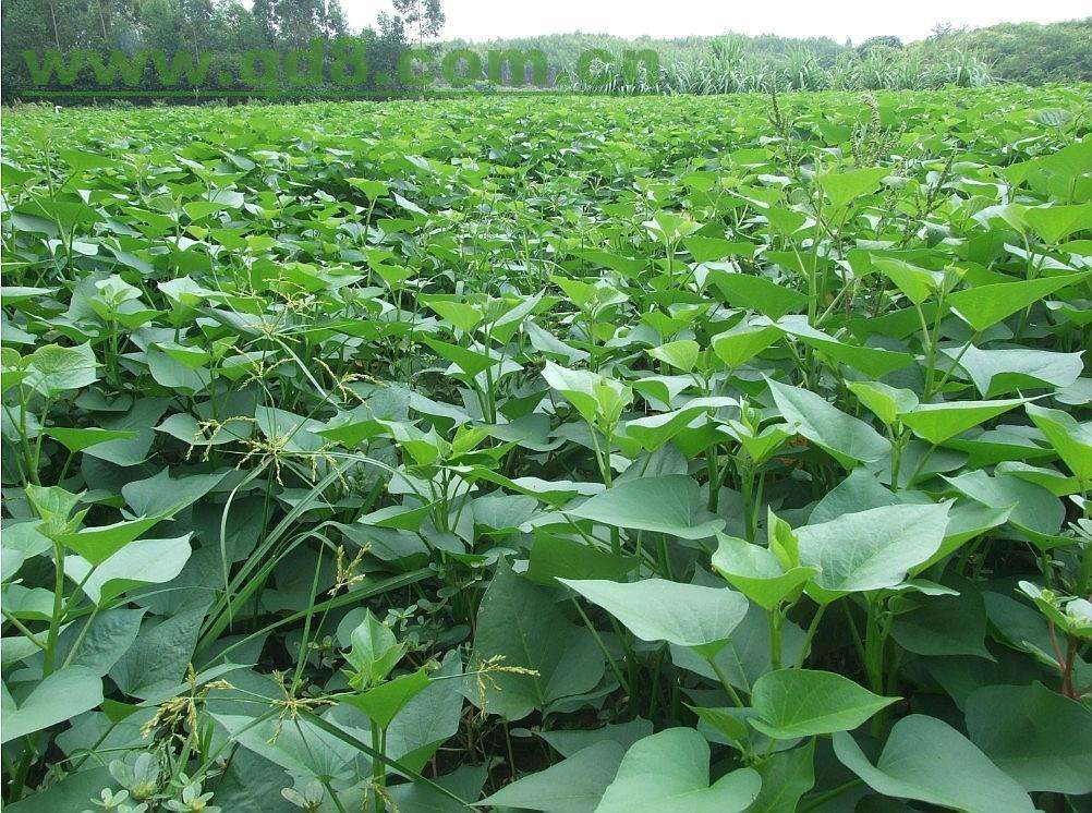 红薯什么时候种植最好