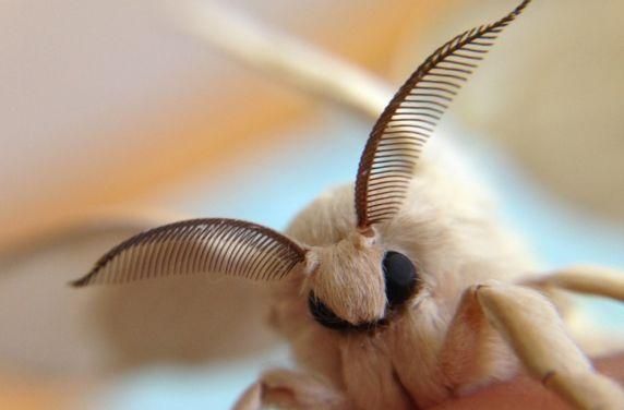 蚕宝宝就会变成蚕蛾,这时它会咬破蚕蛹破茧而出,雄蚕蛾和雌蚕蛾交配