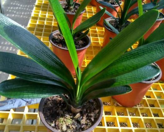 捡点松树皮做成养花万能水用来浇花7天1次啥花都爆盆