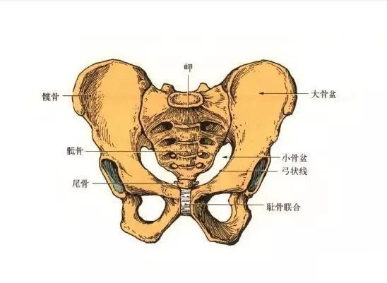 骨盆的分界图片