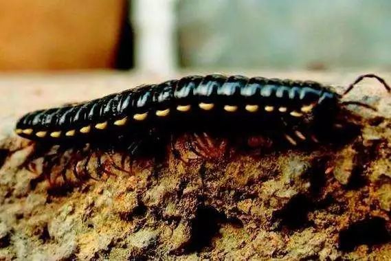 广州一街坊家里遭虫子入侵,厨房,房间,厕所……到处都是