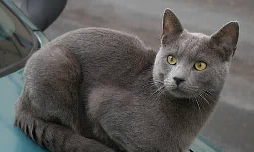 可爱的夏特尔蓝猫,让我们一起来认识这种与狗狗一样忠诚的猫吧