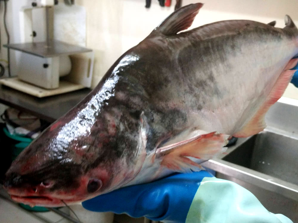 它就是巴沙鱼,一种来自湄公河的淡水鱼.