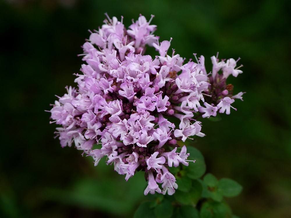 人称地椒草好养易爆盆还能驱蚊