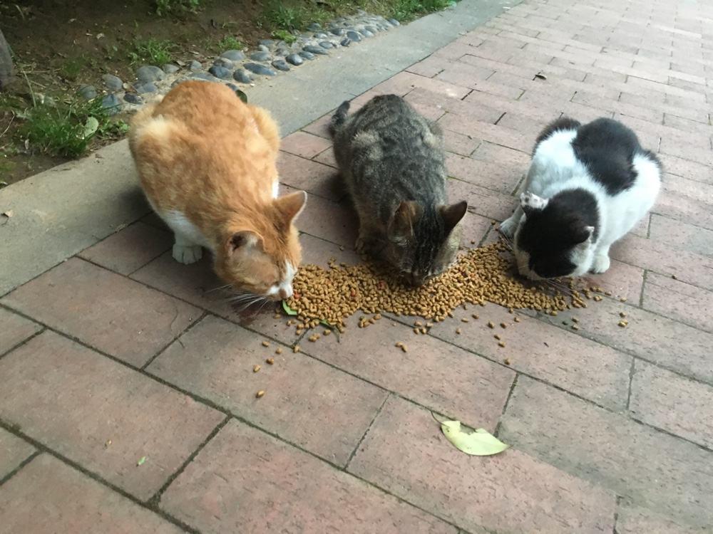 中国最有爱心的小伙,每年花几十万救助流浪猫,一救就是好几年|流浪猫|小伙|猫_新浪新闻