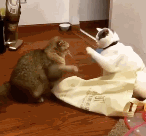 两只准备打架的猫咪,突然玩起拍手游戏,网友:剧情还能这样?
