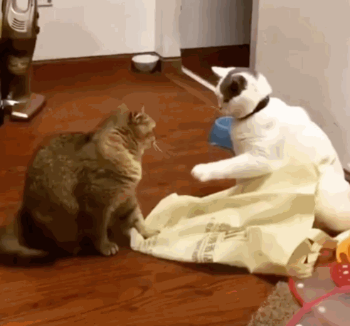 但这两只猫咪不一样,它们似乎并没有按照喵星人发脾气,再到打架的这一