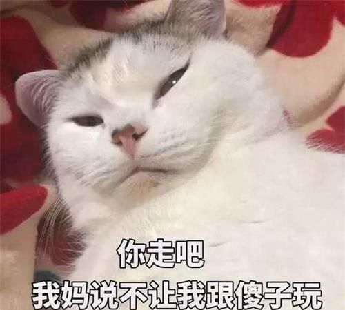 为猫网购了一个床,打开包装后铲屎官看呆了:一定是打开方式不对