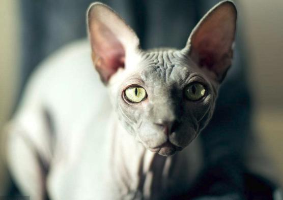 神兽",最稀有的猫种之一,全身无毛,却备受欢迎|猫|无毛猫|斯芬克斯