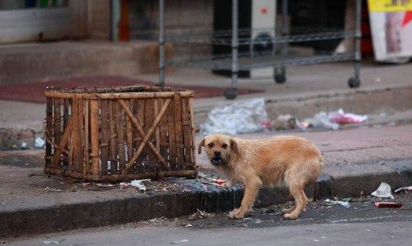 流浪狗在大街上饿晕,男子捡回家养,一个月后狗狗的做法让人崩溃