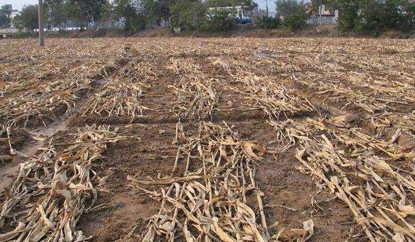 农村玉米秸秆禁烧,砖家站出来说了三方法,却被老农三句话怼回去