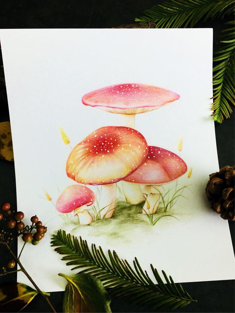 超级冷知识这颗蘑菇大有来历毒蝇伞彩铅手绘教程