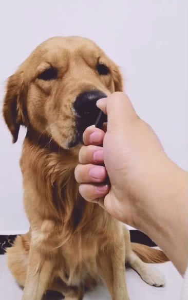 用打火机里能打出电的玩意电了一下狗鼻子,金毛的反应太逗了