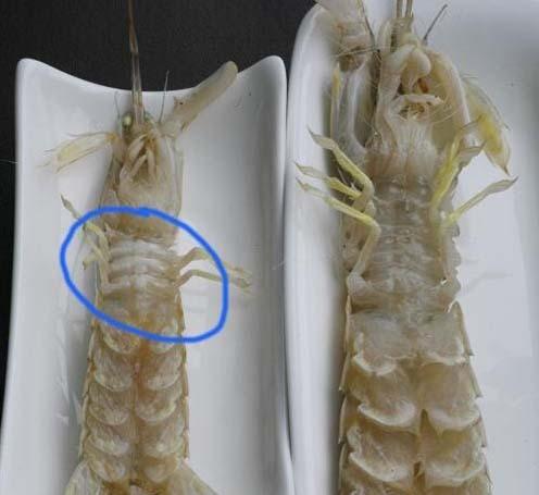 秋季吃皮皮虾应该买公的还是母的?多数人买错了,吃的时候全是壳