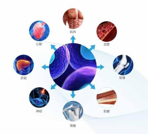 人类长寿有依据,科学家研究细胞修复发现:人类可活1000岁