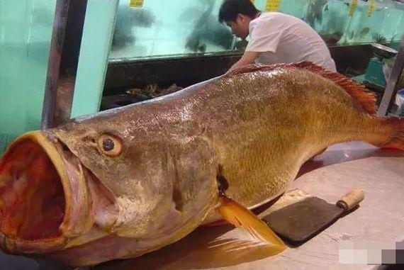 世界上"最贵"的4种鱼,56岁渔民:只要捞到一条就"金盆洗手"