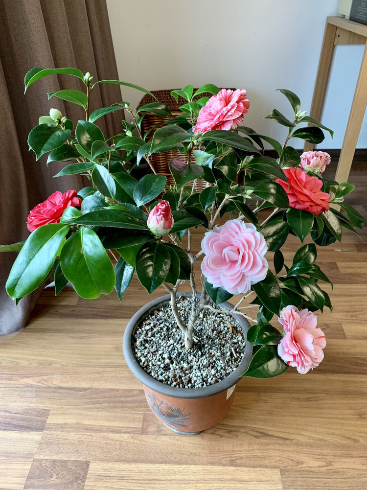 一树多色花,漂亮不输牡丹,花期长,养护容易,此盆栽花值得拥有