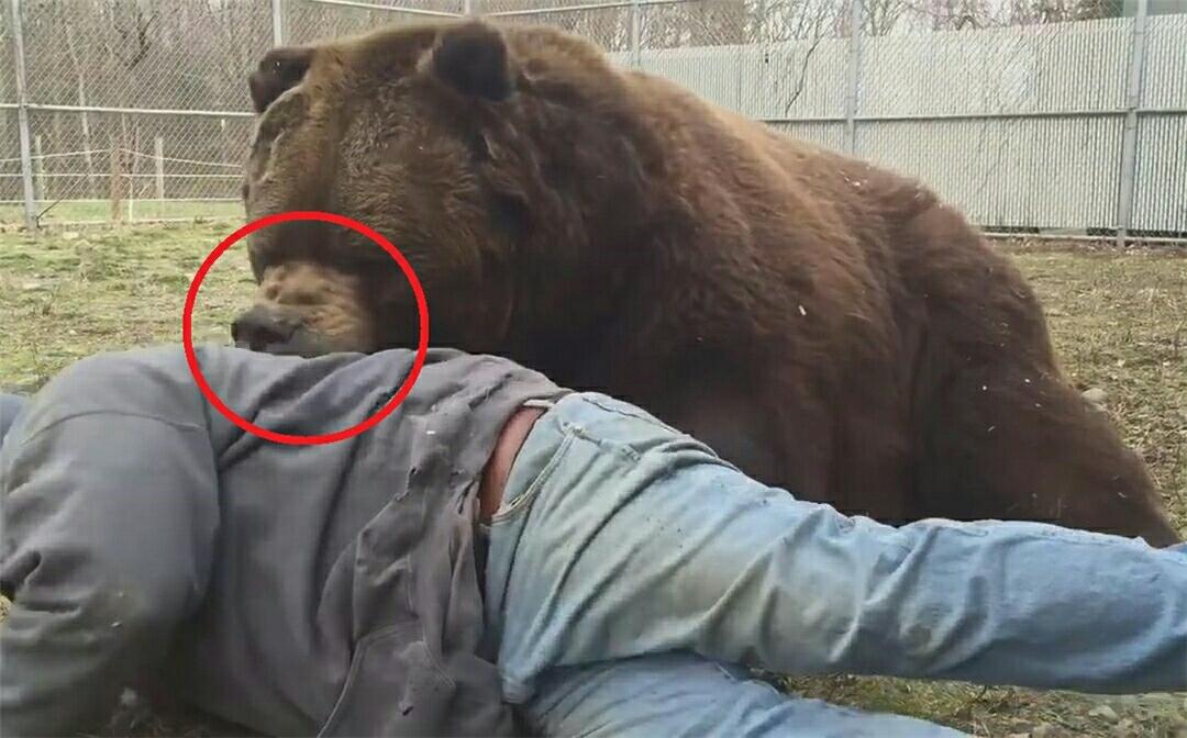 棕熊咬人图片