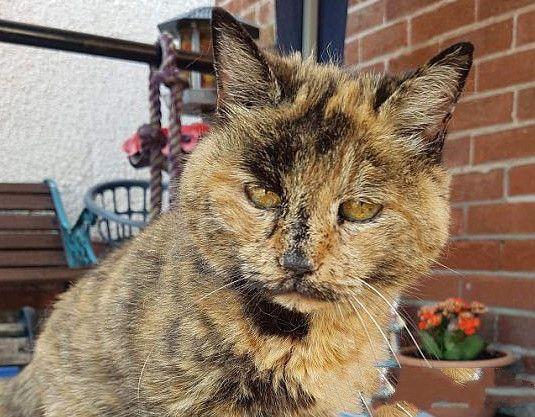 目前世界上最老的猫 今年31岁相当于人类141岁