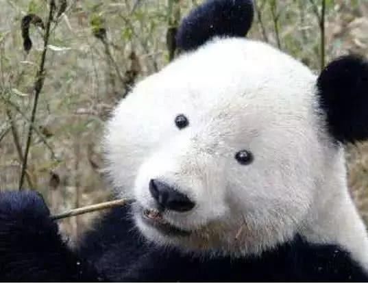 大熊猫基因突变没有黑眼圈,饲养员一脸惊恐:我的团子不见了
