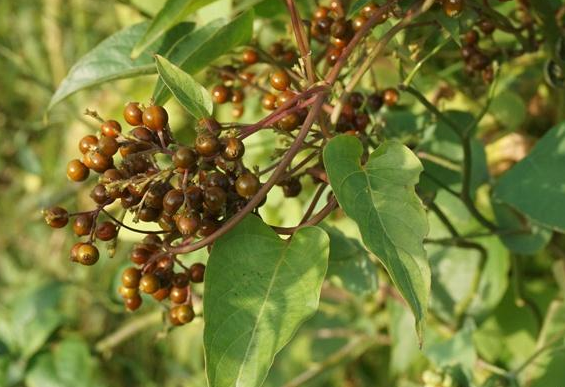 农村被称为"鸡屎草"它,叶片味道难闻,却有人用它来炖汤喝!