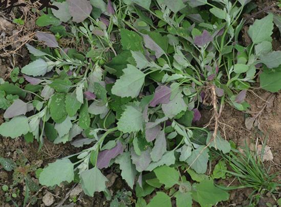 70年代最受欢迎的野菜比城市菜贵做法多样味道好