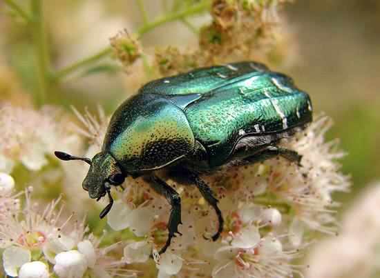 盘点农村常见的9种昆虫,小时候的玩具,都玩过的是孩子头