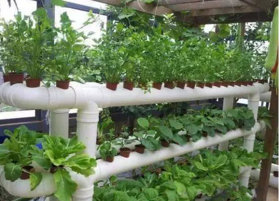 老公把废旧水管都拿回家,放在阳台种菜,省钱还能绿化环境