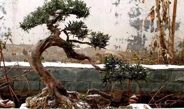 做好这几个细节,你家的罗汉松也能枝繁叶茂,姿态挺拔!