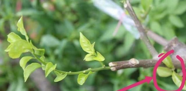 嫁接苗砧木到根部生长出嫩芽该怎么办？|接穗|砧木|嫁接苗_新浪新闻