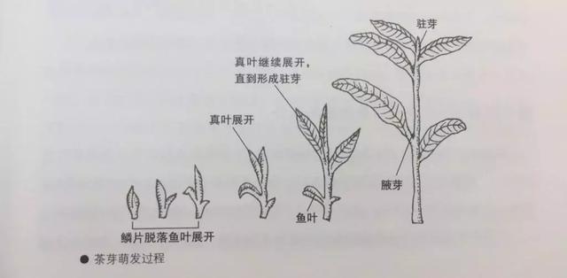 为头采春茶付出高昂的代价值不值得看茶底就知道质量如何