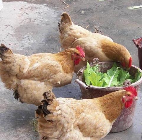 鹅|事儿|总会_新浪新闻