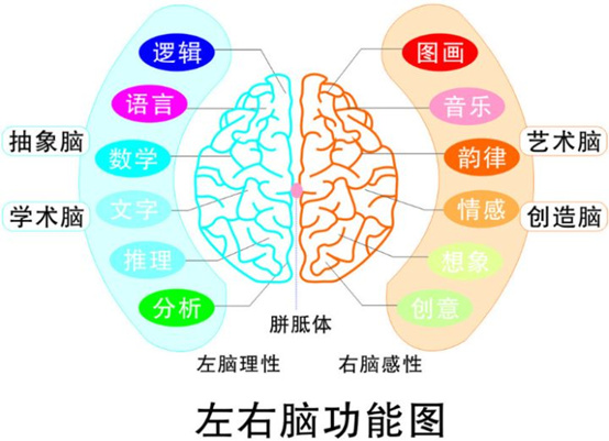 赋能07如何开发我们的左脑和右脑