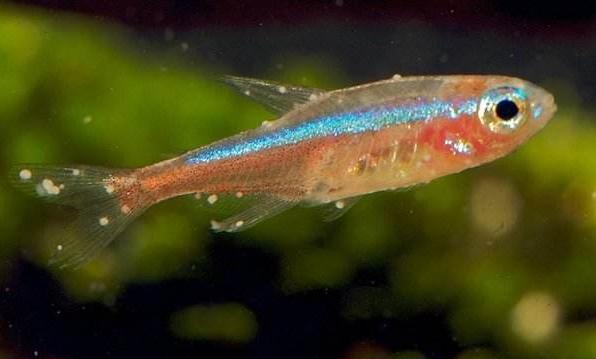 我的宠物鱼身上有白点,白点病的治疗方法