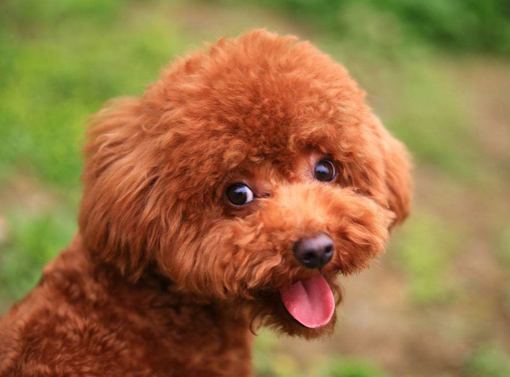 泰迪偷偷跑上床睡觉主人对它说婆婆来了狗接下来的表现亮了