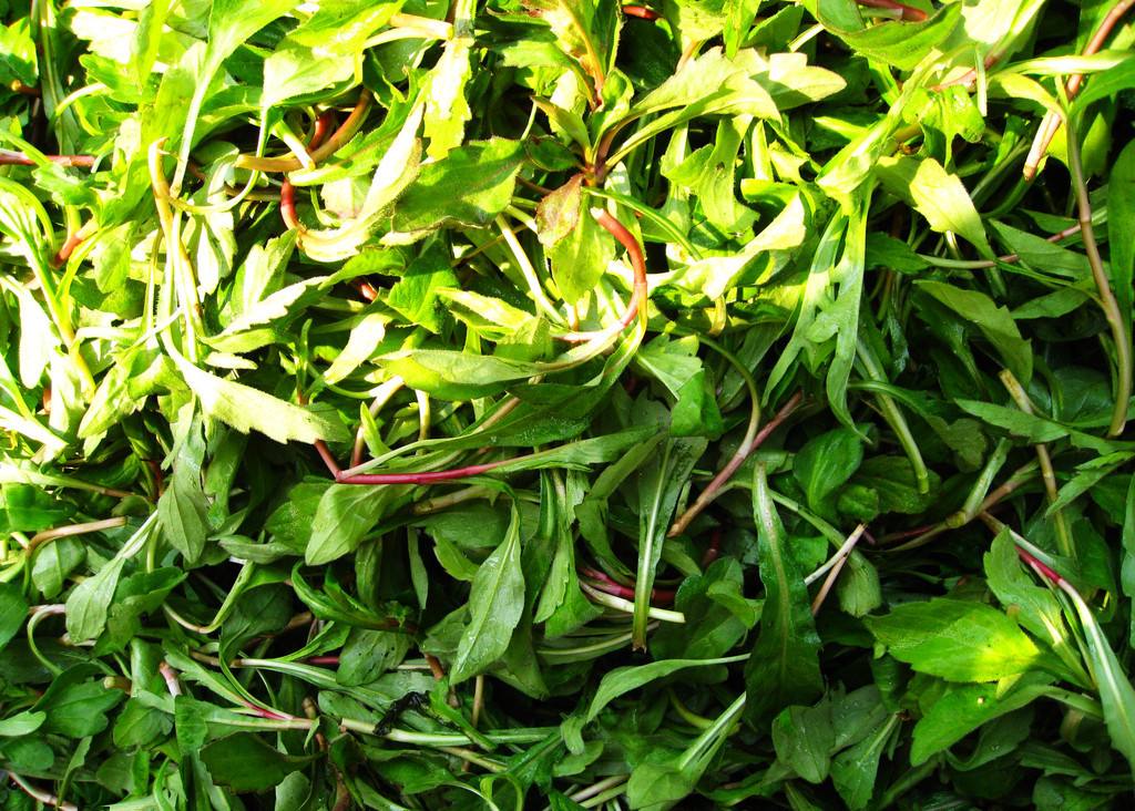 这个草只拿来喂猪很可惜,因为它不仅可以卖钱,还有很多作用!