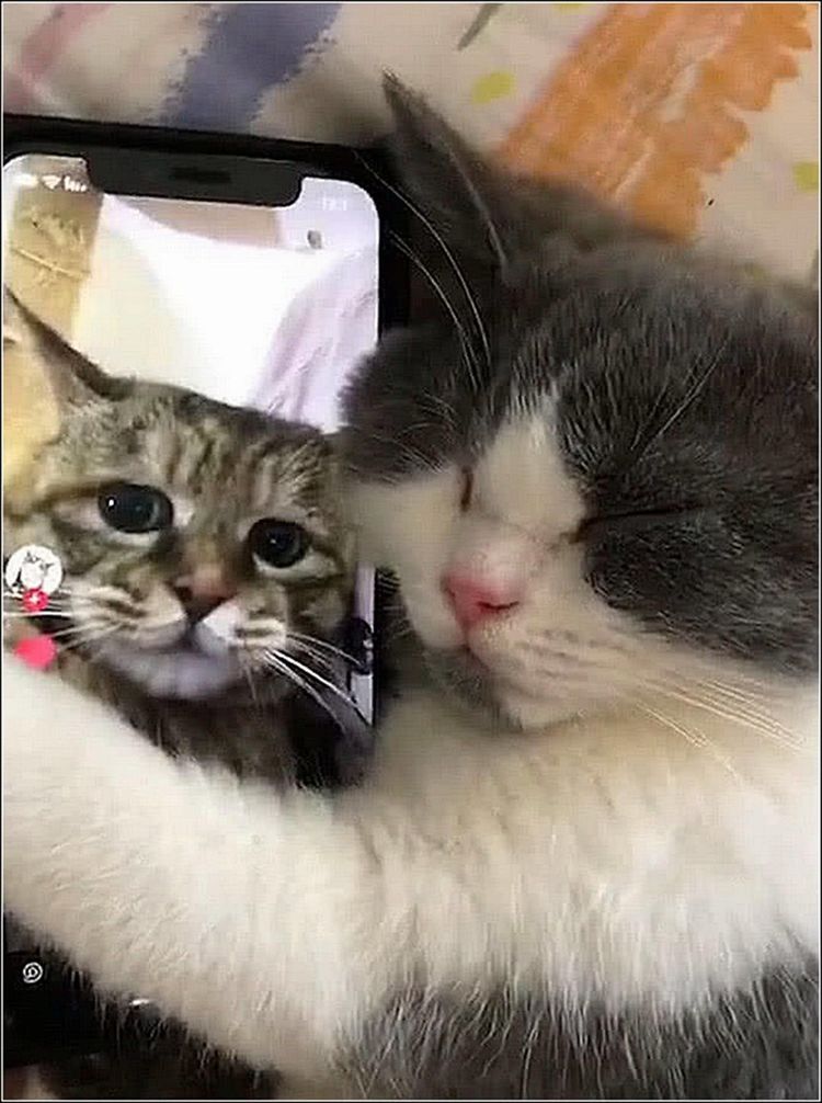 猫咪晚上抱着手机睡觉,主人感觉不对劲,走进看清这一幕后傻眼了