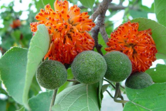 在农村被人嫌弃的一种树,全身都是宝,果实能强身,树皮能治皮癣