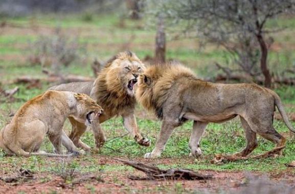 一只雄狮半路杀出来,接下来就是两只雄狮的大战了