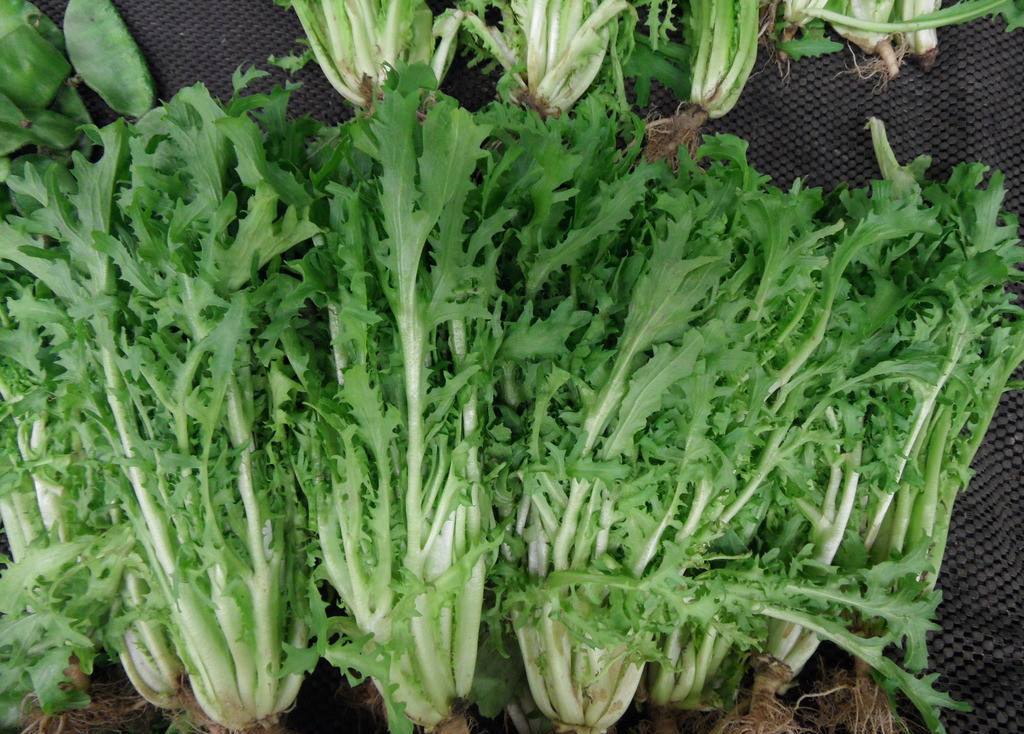 农村这种长得像"狗牙"的生菜,市场需求量高,那该如何种植呢?