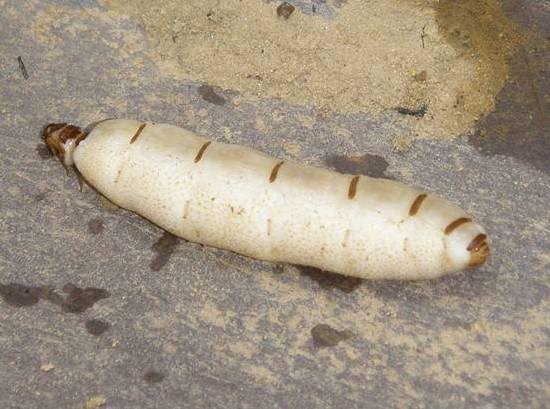 男子森林除害发现洞口,一番挖掘后,挖出破纪录生物|白蚁|蚁后|洞口