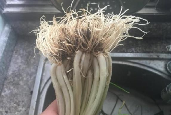 荞葱的种植,也跟其他菜系的蔬菜差不多.