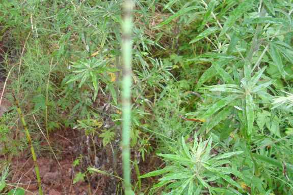 农民视之为癌果,一斤得卖200块|麻黄|野樱桃|麻黄草_新浪新闻