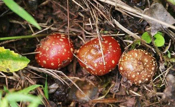 农村这种野生植物人称"地石榴",果实好吃且美味,你见过没